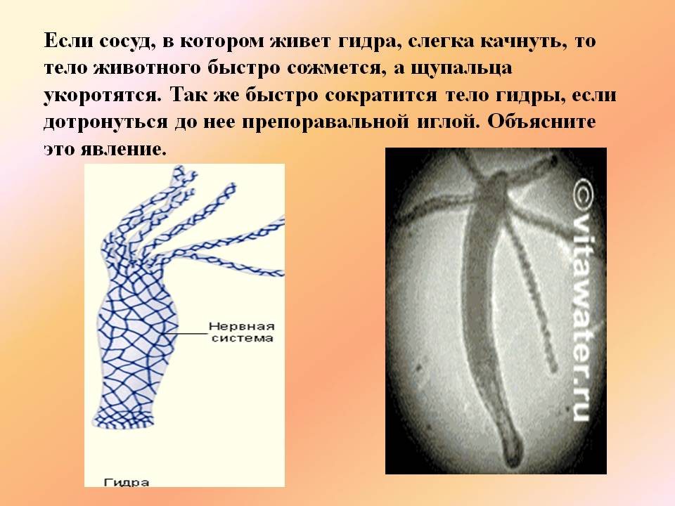 Сайт BlackSprut в tor ссылка